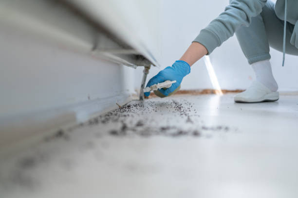 Best Wasp Removal Services  in Millville, UT